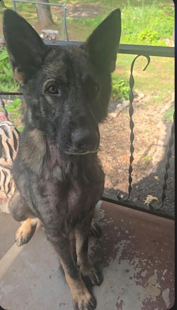 Enlarge Bodie located in Missouri, a Adoptable mixed breed in Imlay City, MI image 3/3