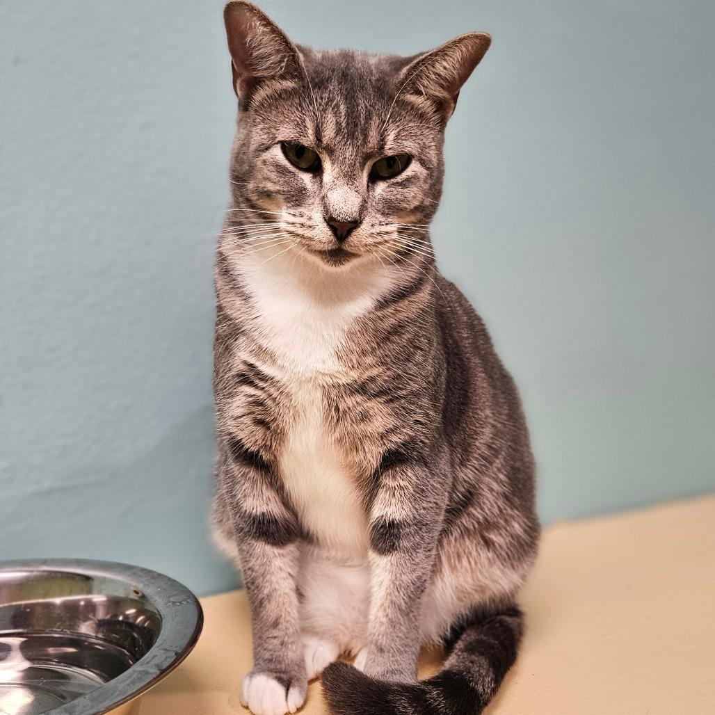 Flora, Adoptable, Adult Female Domestic Short Hair.