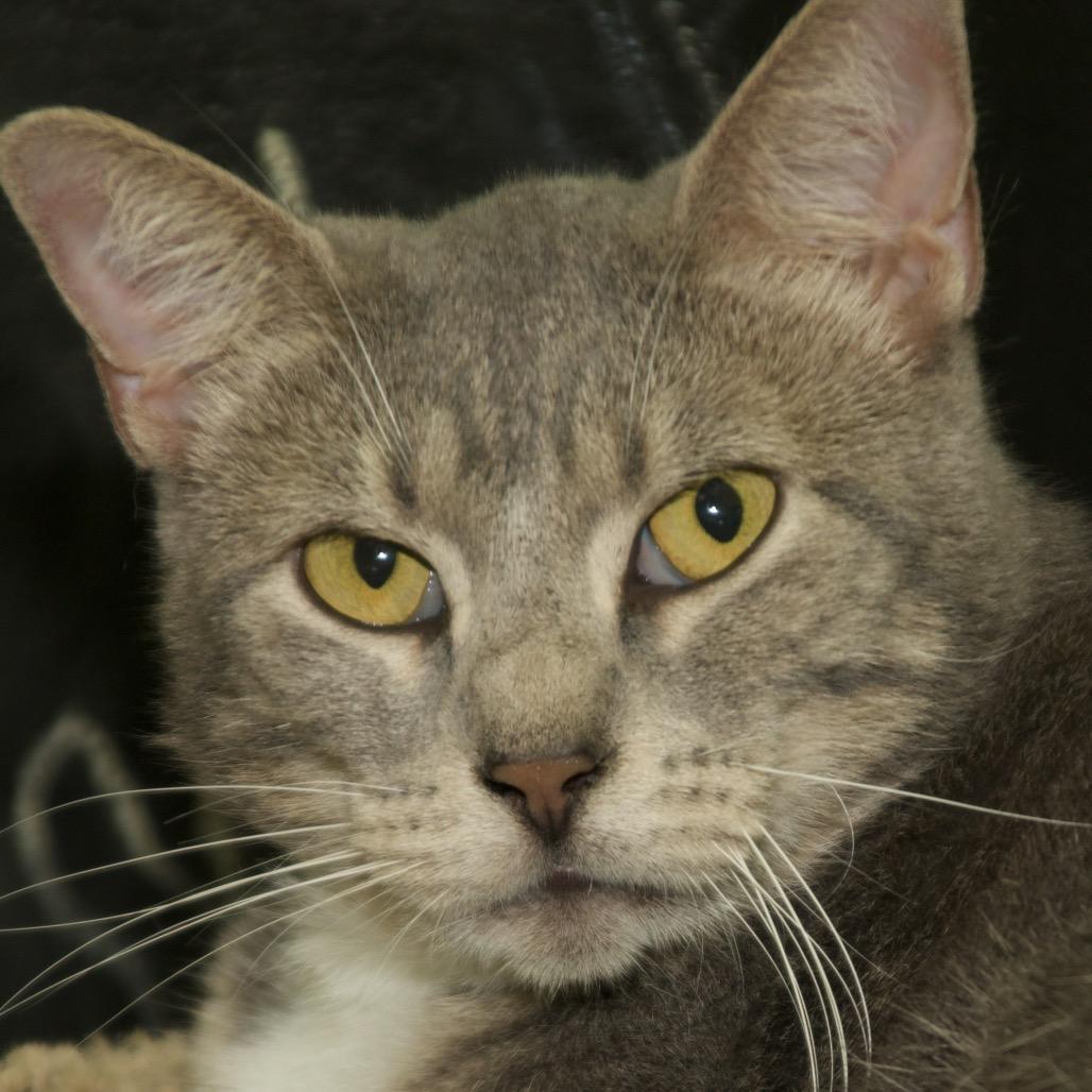 Enlarge Flora, a Adoptable Domestic Short Hair in Webster, TX image 2/3