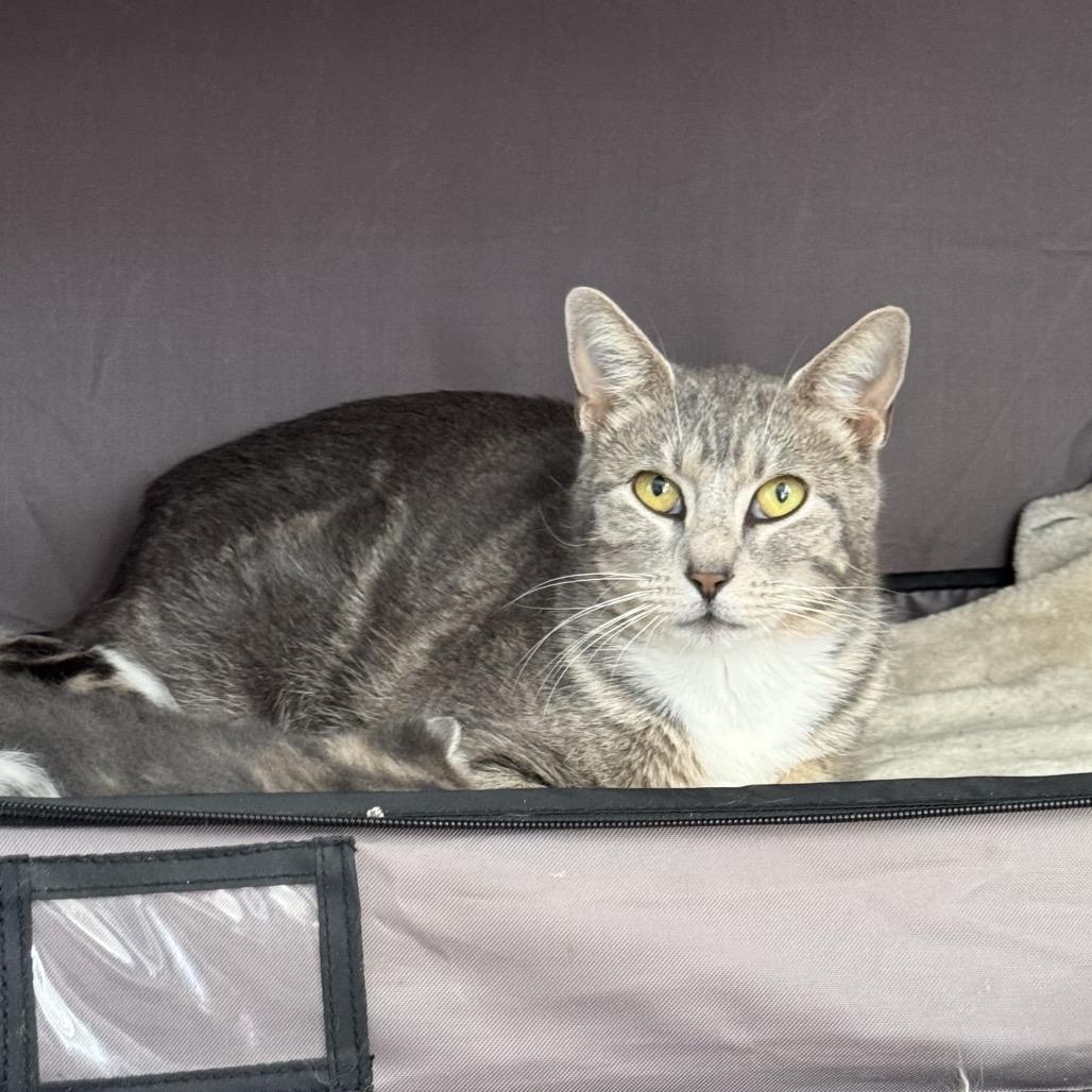 Enlarge Flora, a Adoptable Domestic Short Hair in Webster, TX image 2/2