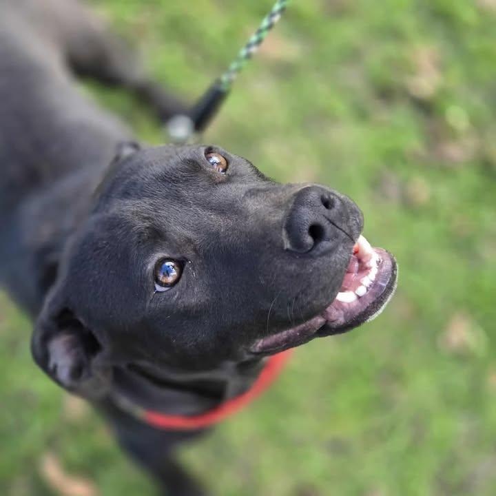 Bamm-Bamm (20260210-06)