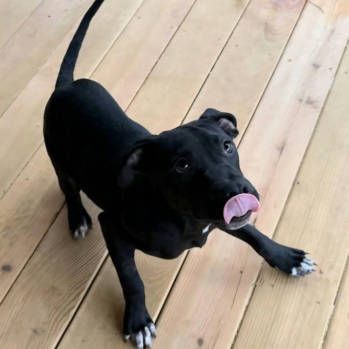 Bamm-Bamm (20260210-06) — thumbnail 2