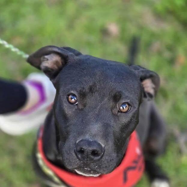 Bamm-Bamm (20260210-06) — thumbnail 3