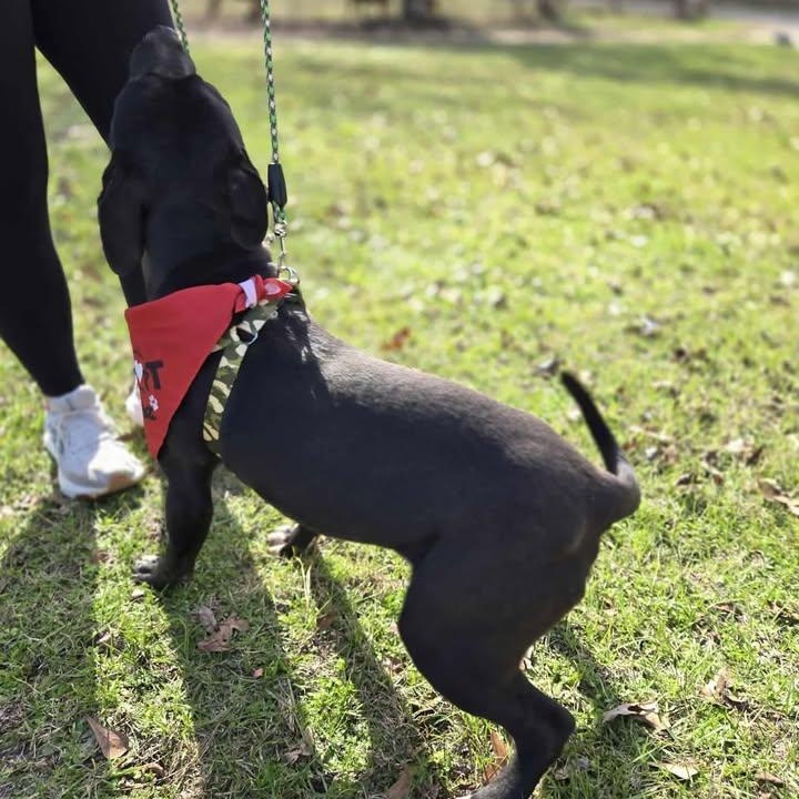 Bamm-Bamm (20260210-06) — thumbnail 4