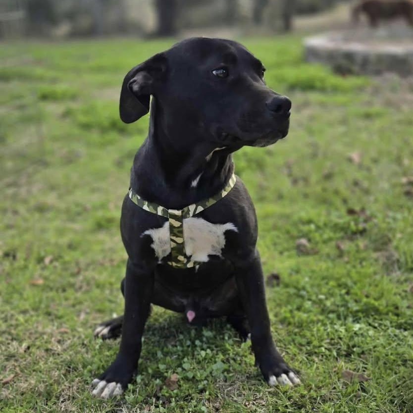 Bamm-Bamm (20260210-06) — thumbnail 5