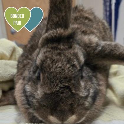 Enlarge Ivy, a ADOPTABLE mixed breed in Sacramento, CA image 2/2