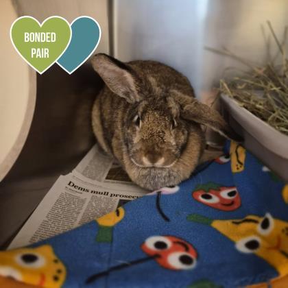 Ivy, ADOPTABLE, Baby Female Flemish Giant & Lop Eared.