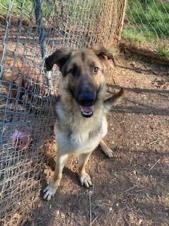 Celsian, Adoptable, Adult Male German Shepherd Dog.