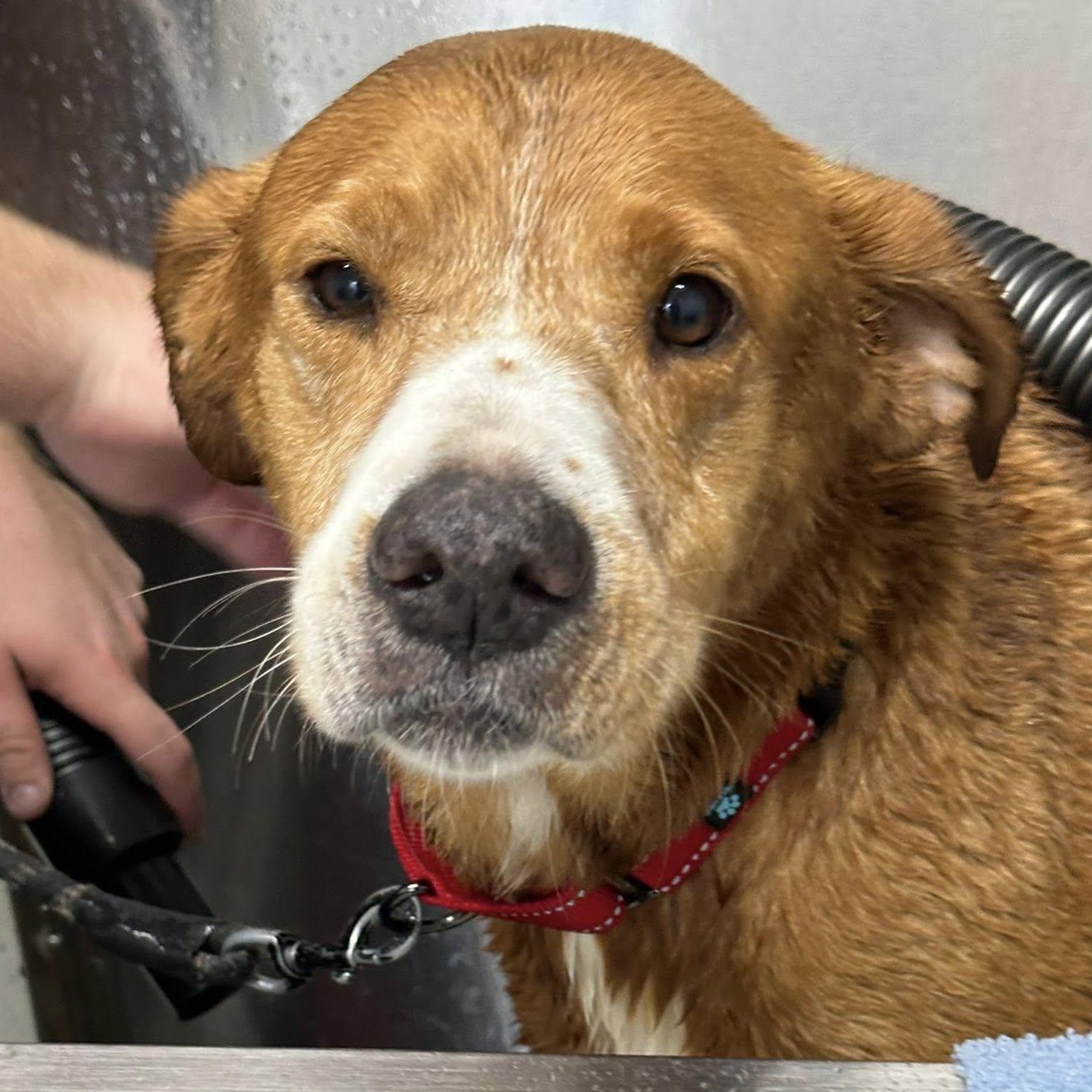 Honey, Adoptable, Adult Female Labrador Retriever.