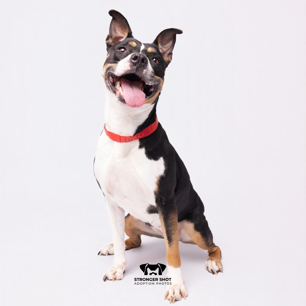 Enlarge Foxi (Roxi), a Adoptable mixed breed in Tampa, FL image 1/6