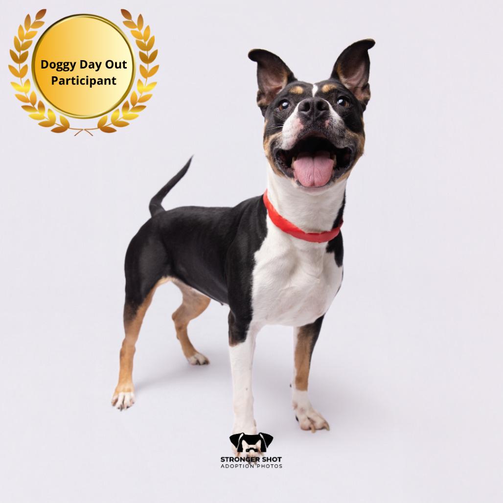 Enlarge Foxi (Roxi), a Adoptable mixed breed in Tampa, FL image 2/6
