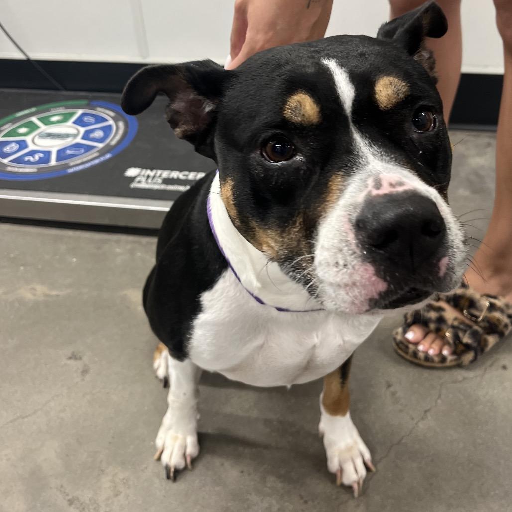 Enlarge Foxi (Roxi), a Adoptable mixed breed in Tampa, FL image 3/6