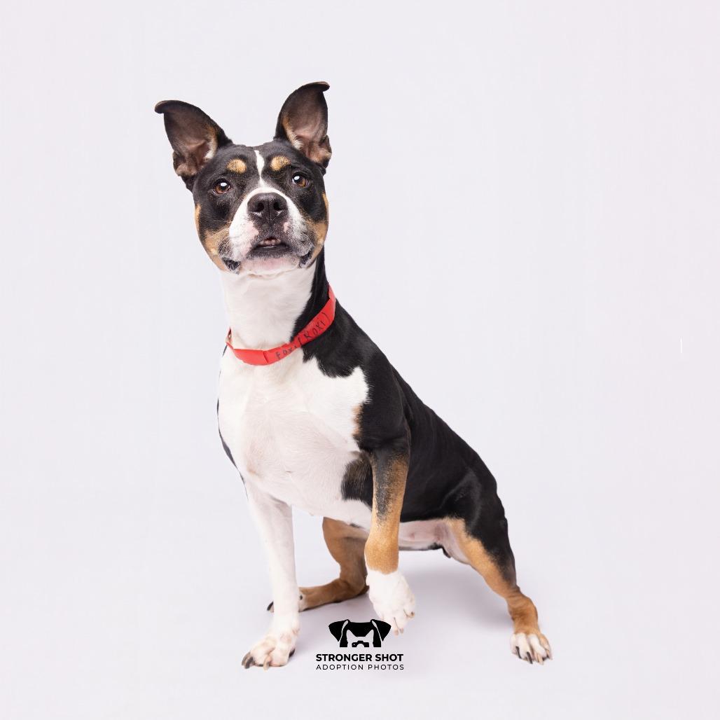 Enlarge Foxi (Roxi), a Adoptable mixed breed in Tampa, FL image 4/6