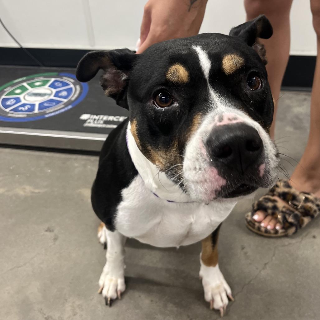 Enlarge Foxi (Roxi), a Adoptable mixed breed in Tampa, FL image 5/6