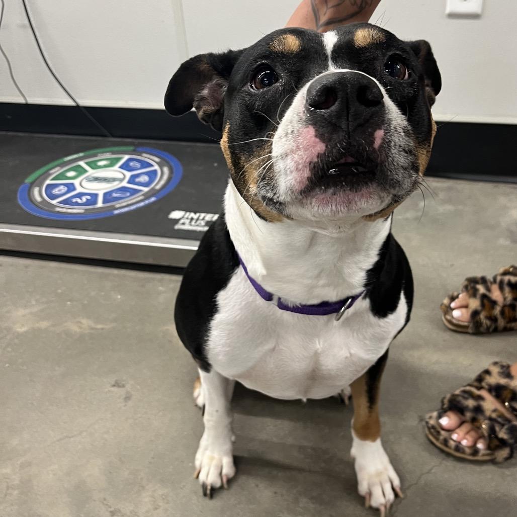 Enlarge Foxi (Roxi), a Adoptable mixed breed in Tampa, FL image 6/6