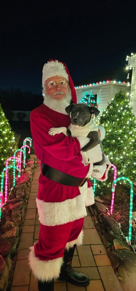 Ava, Adoptable, Puppy Female Terrier.