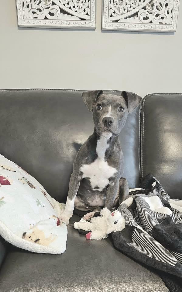 Enlarge Ava, a Adoptable Terrier in Berlin, NJ image 2/3