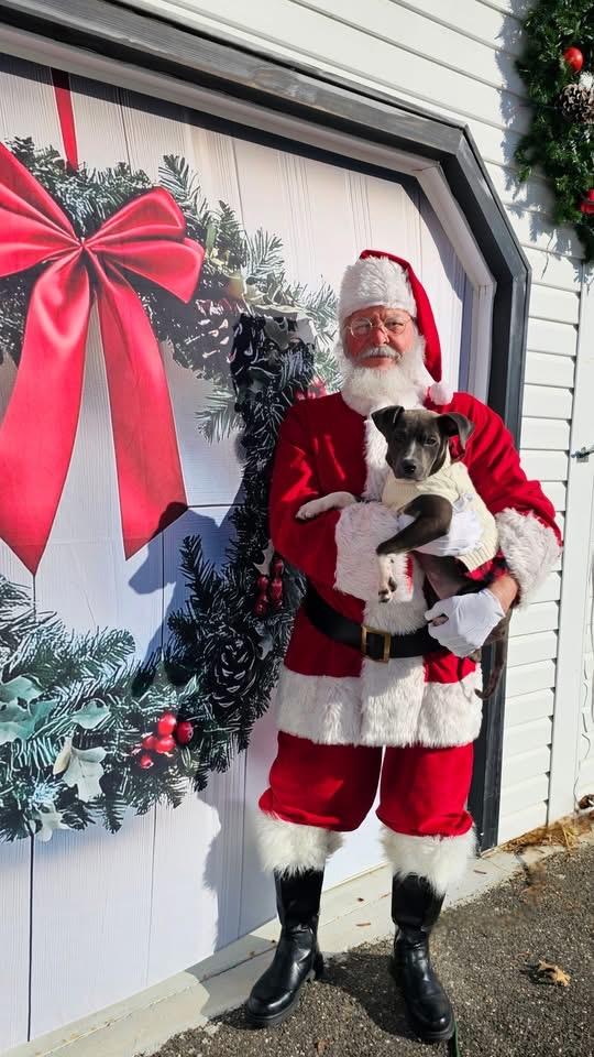 Enlarge Ava, a Adoptable Terrier in Berlin, NJ image 3/3