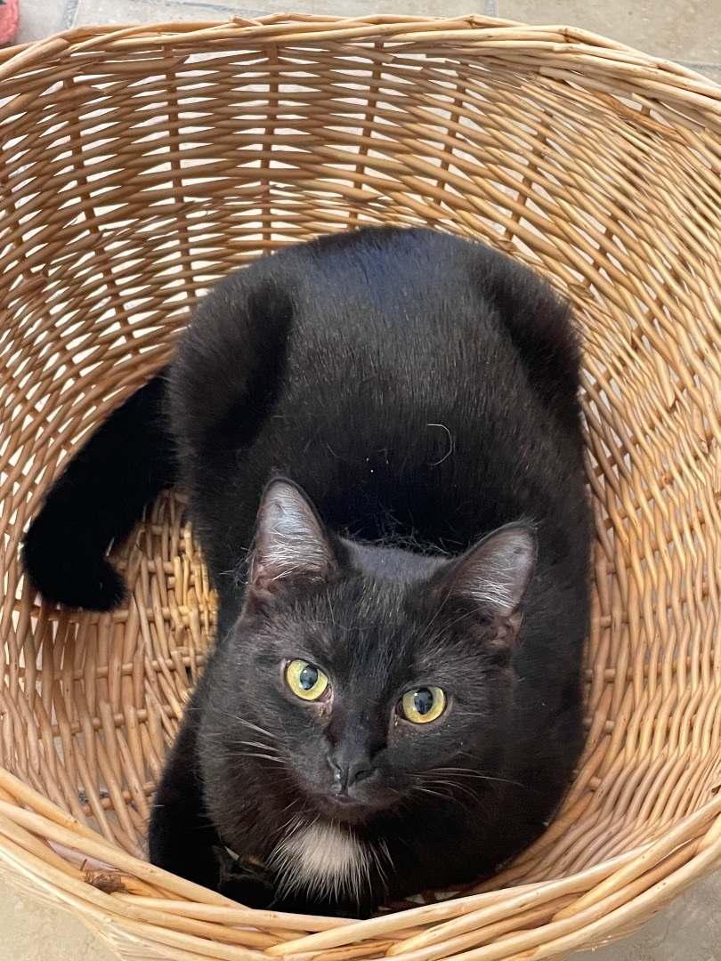 Inky, a Adoptable mixed breed in Lacon, IL image 1/5