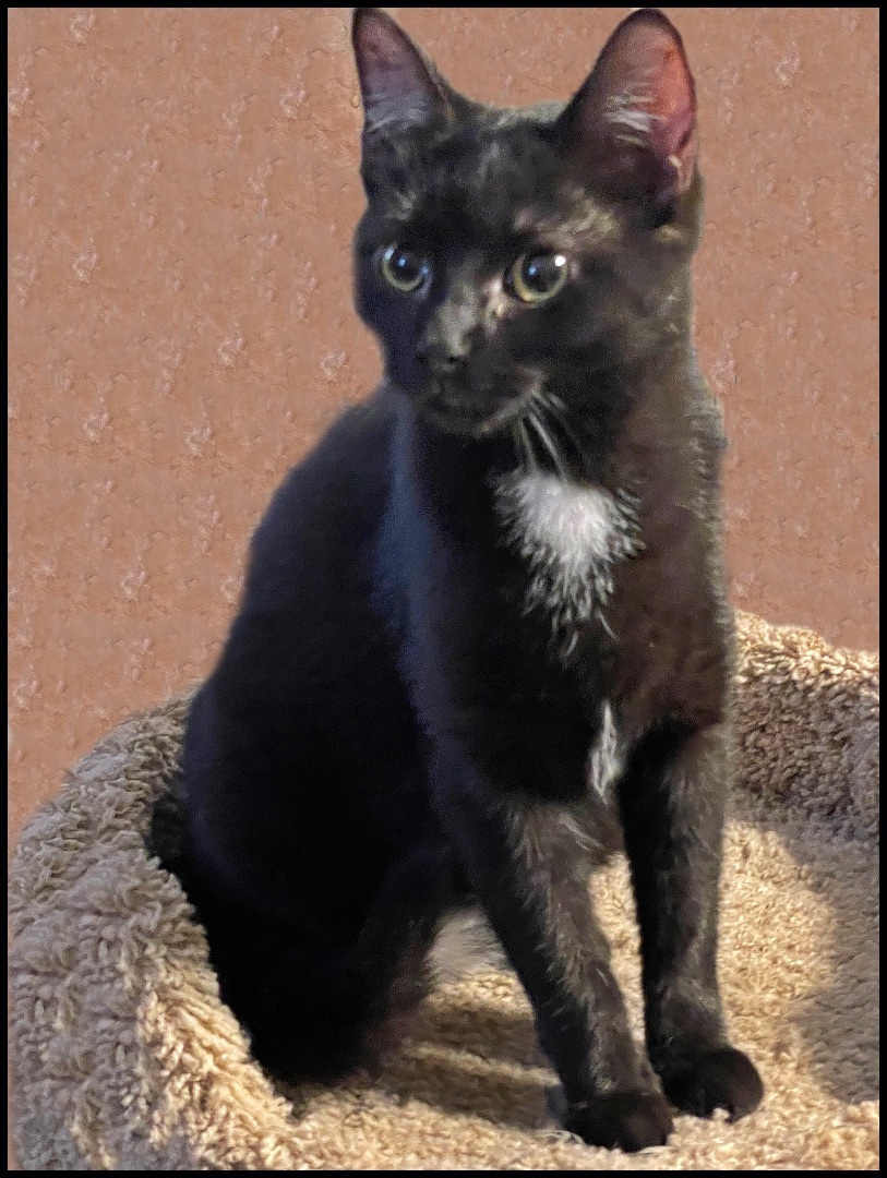 Inky, a Adoptable mixed breed in Lacon, IL image 2/5