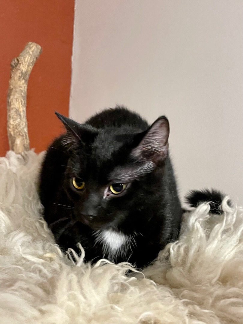 Inky, a Adoptable mixed breed in Lacon, IL image 3/5