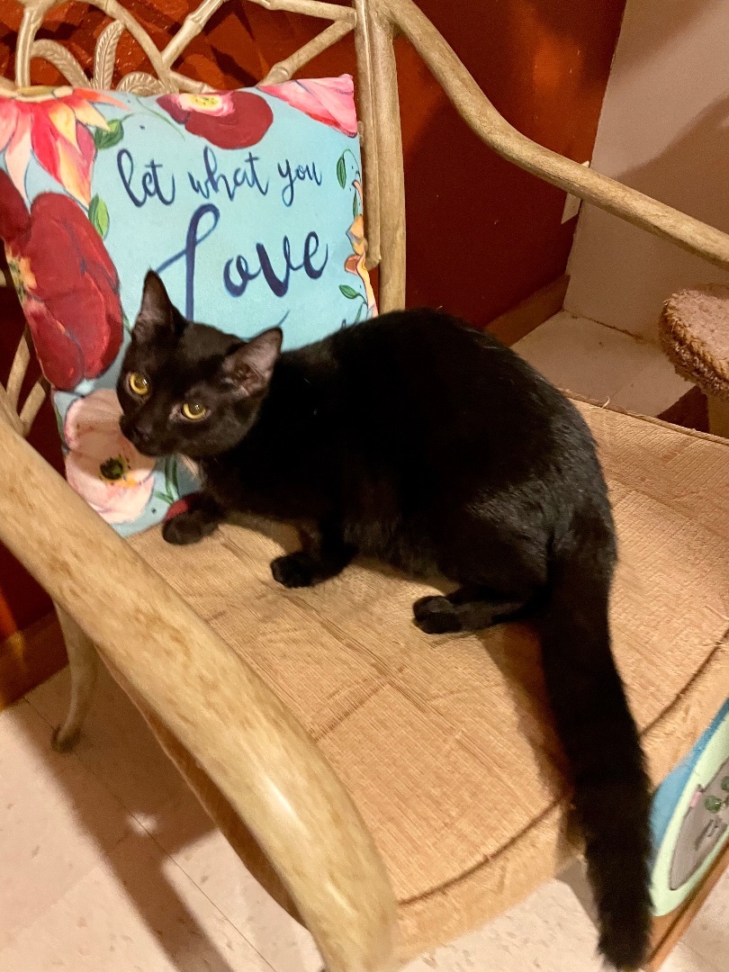 Inky, a Adoptable mixed breed in Lacon, IL image 4/5