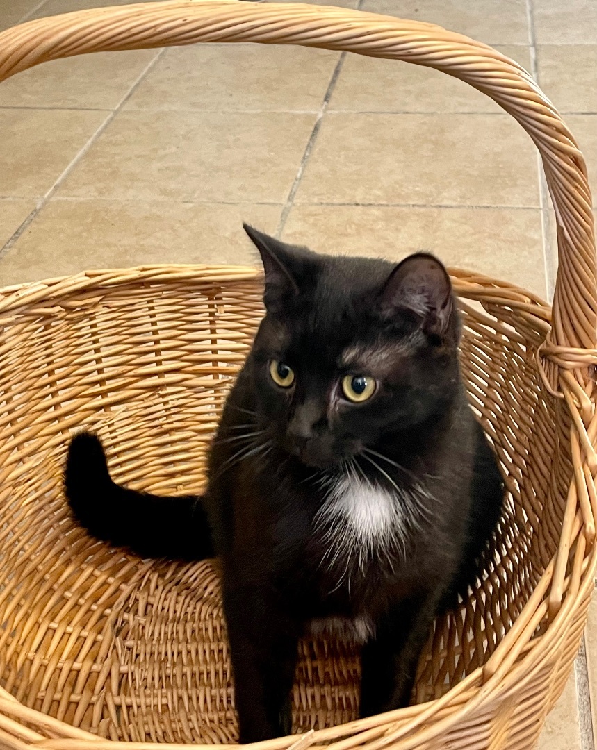 Inky, Baby Female Domestic Short Hair