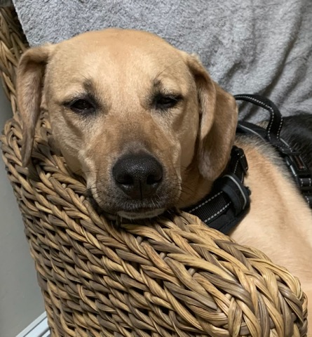 Sammy (aadoption fee sponsored)
