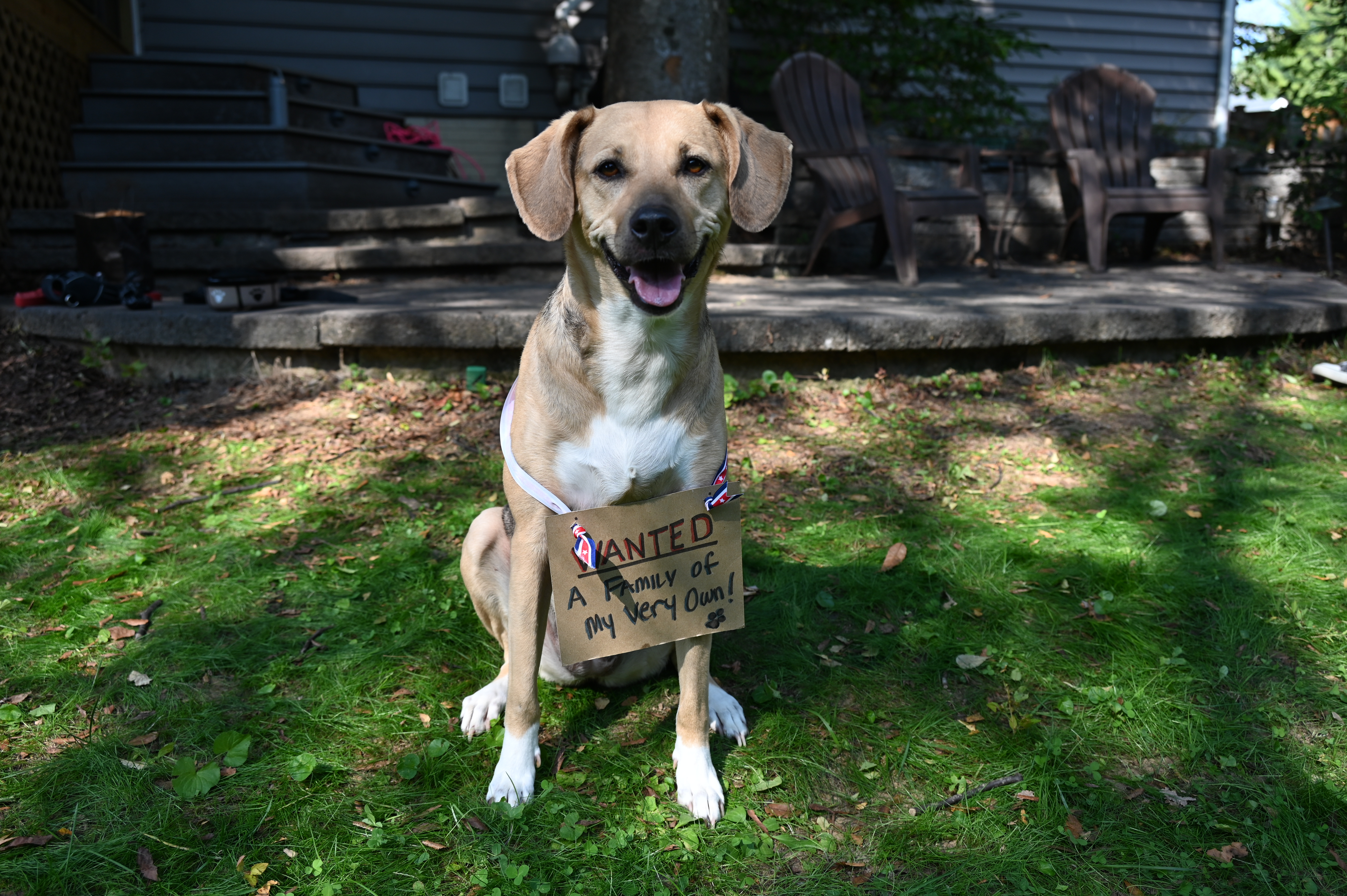 Sammy (aadoption fee sponsored) photo 3