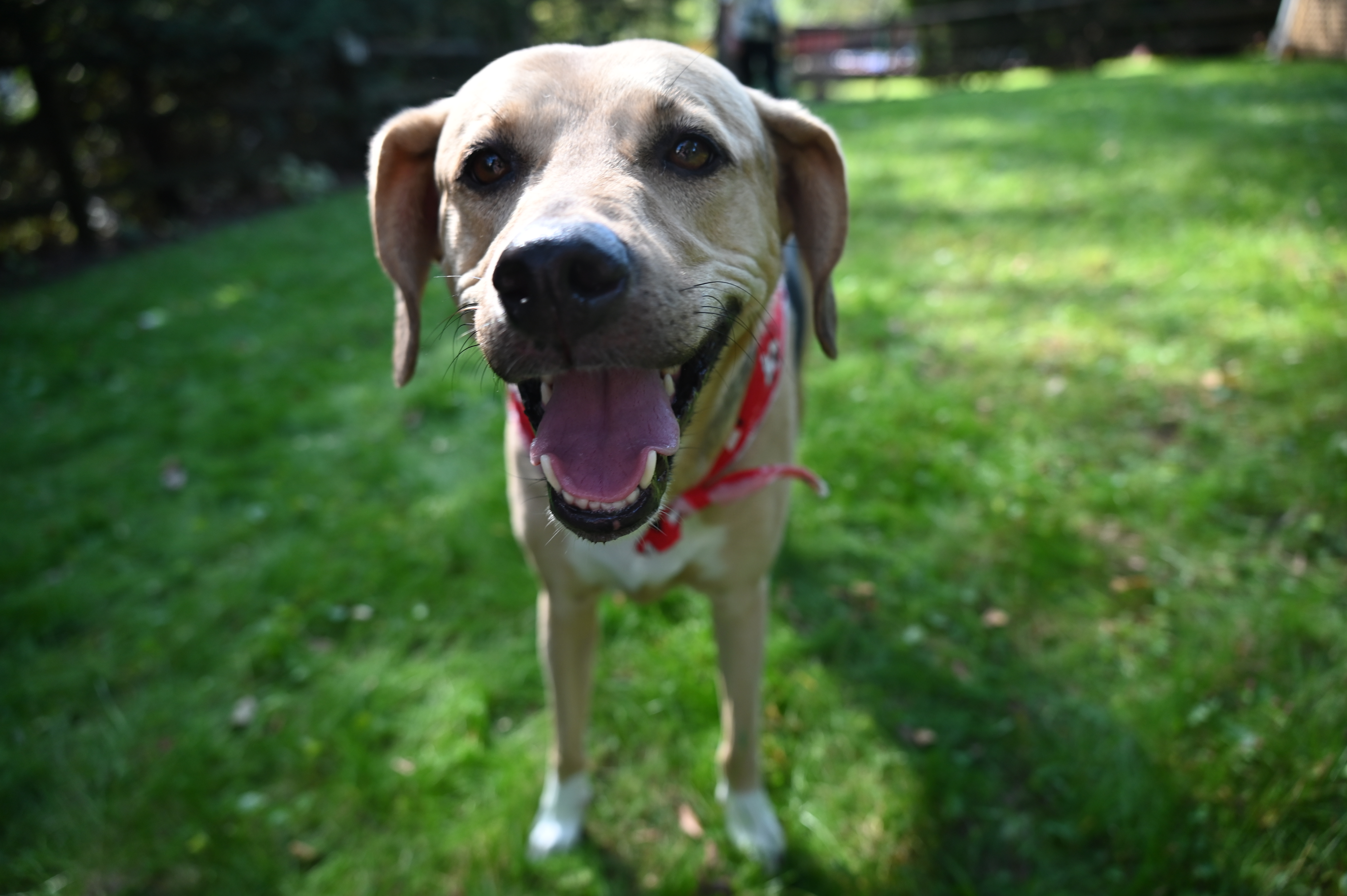 Sammy (aadoption fee sponsored) photo 6