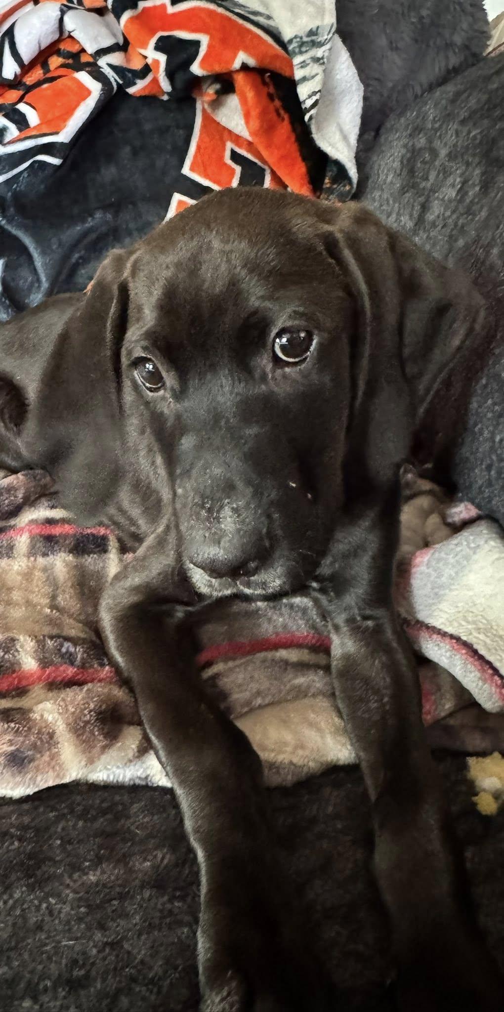 Enlarge Otis, an adopted mixed breed in Collingswood, NJ image 1/5