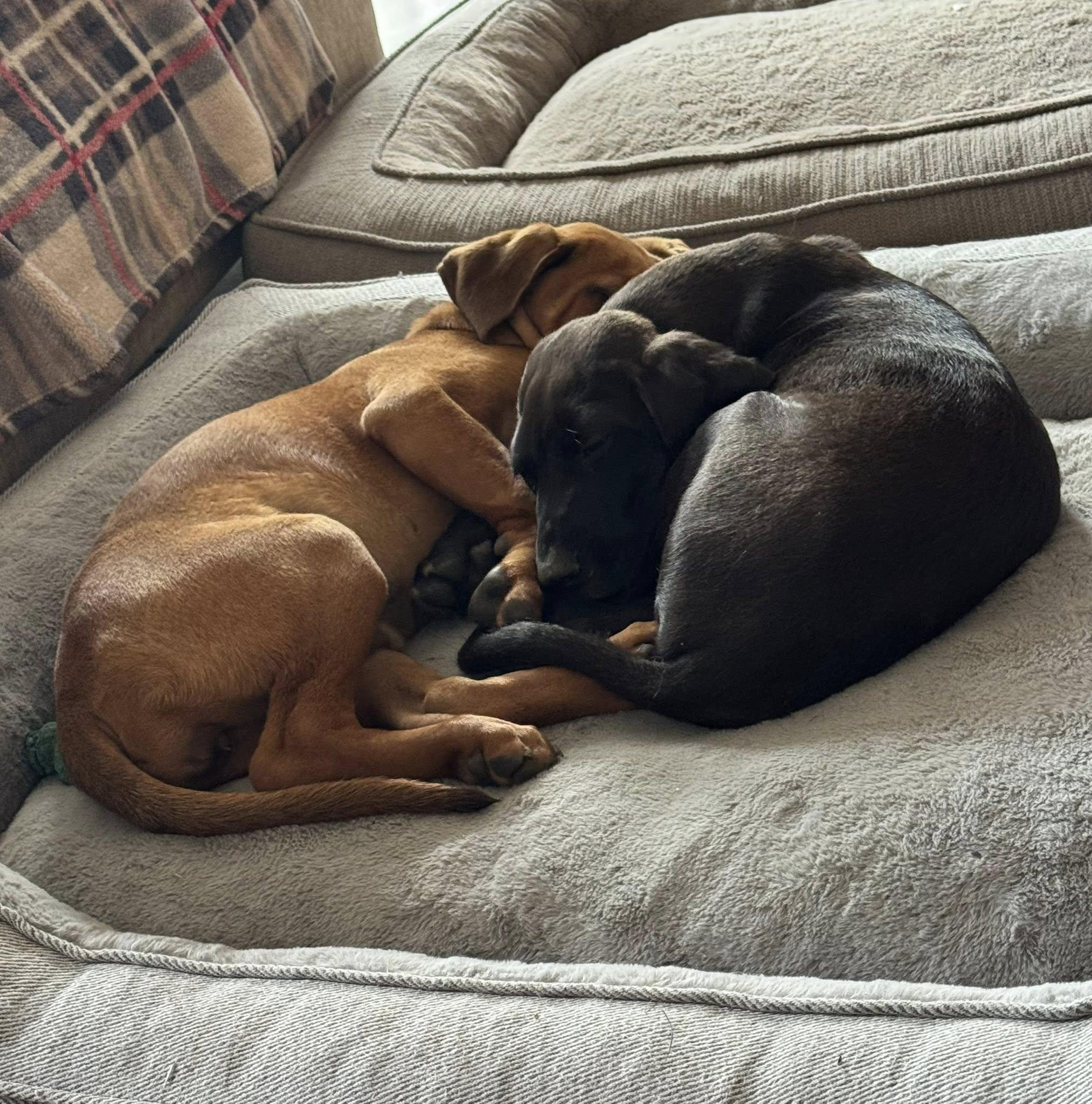 Enlarge Otis, an adopted mixed breed in Collingswood, NJ image 5/5
