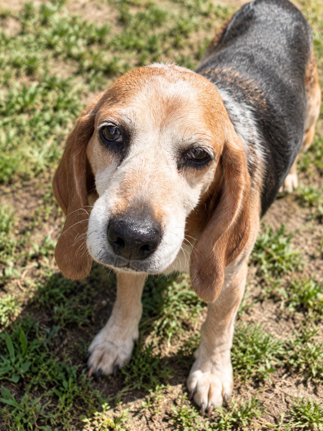 Sprig, Adoptable, Senior Female Beagle.