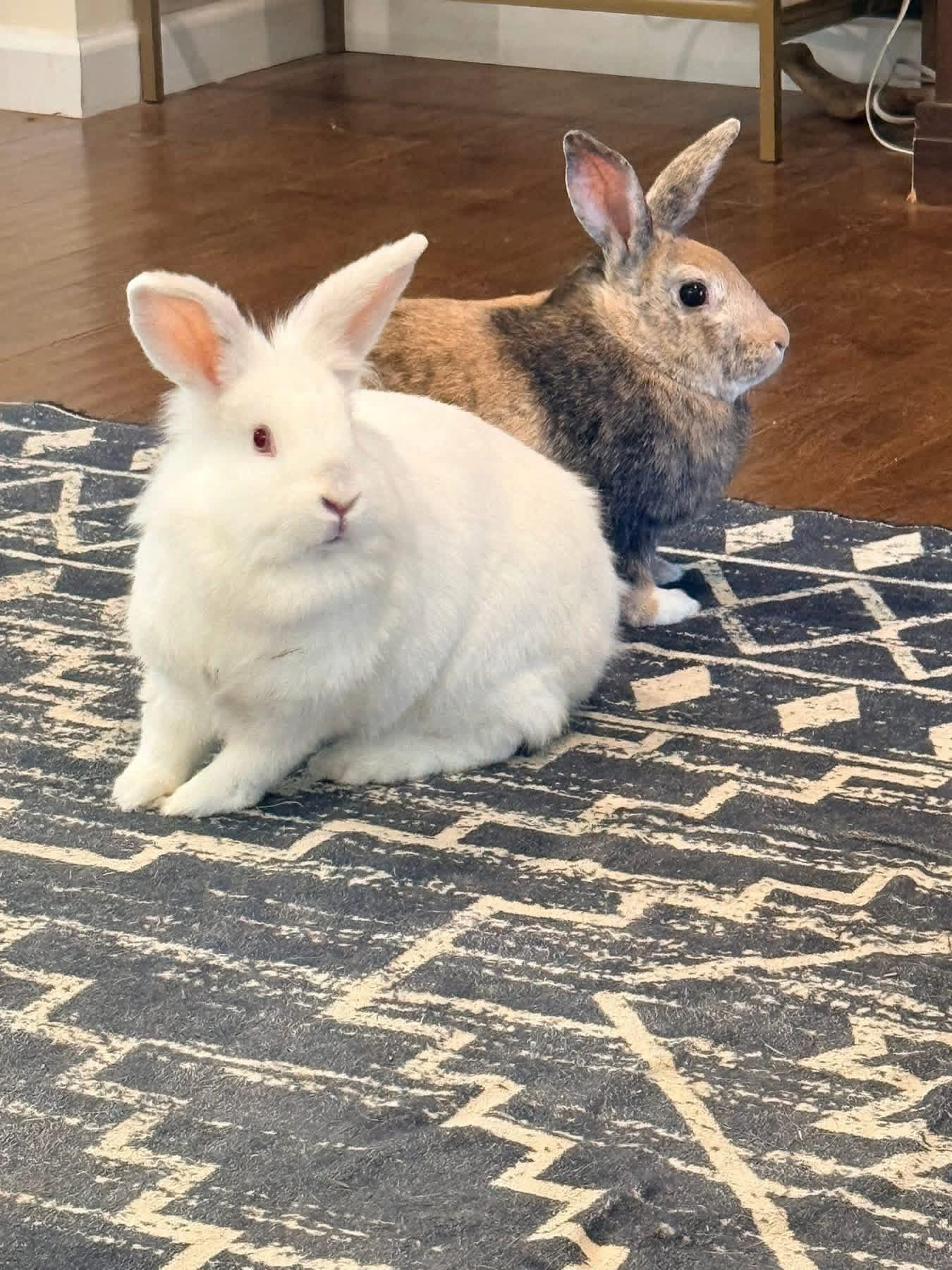 Mix and Match , ADOPTABLE, Adult Male Harlequin.