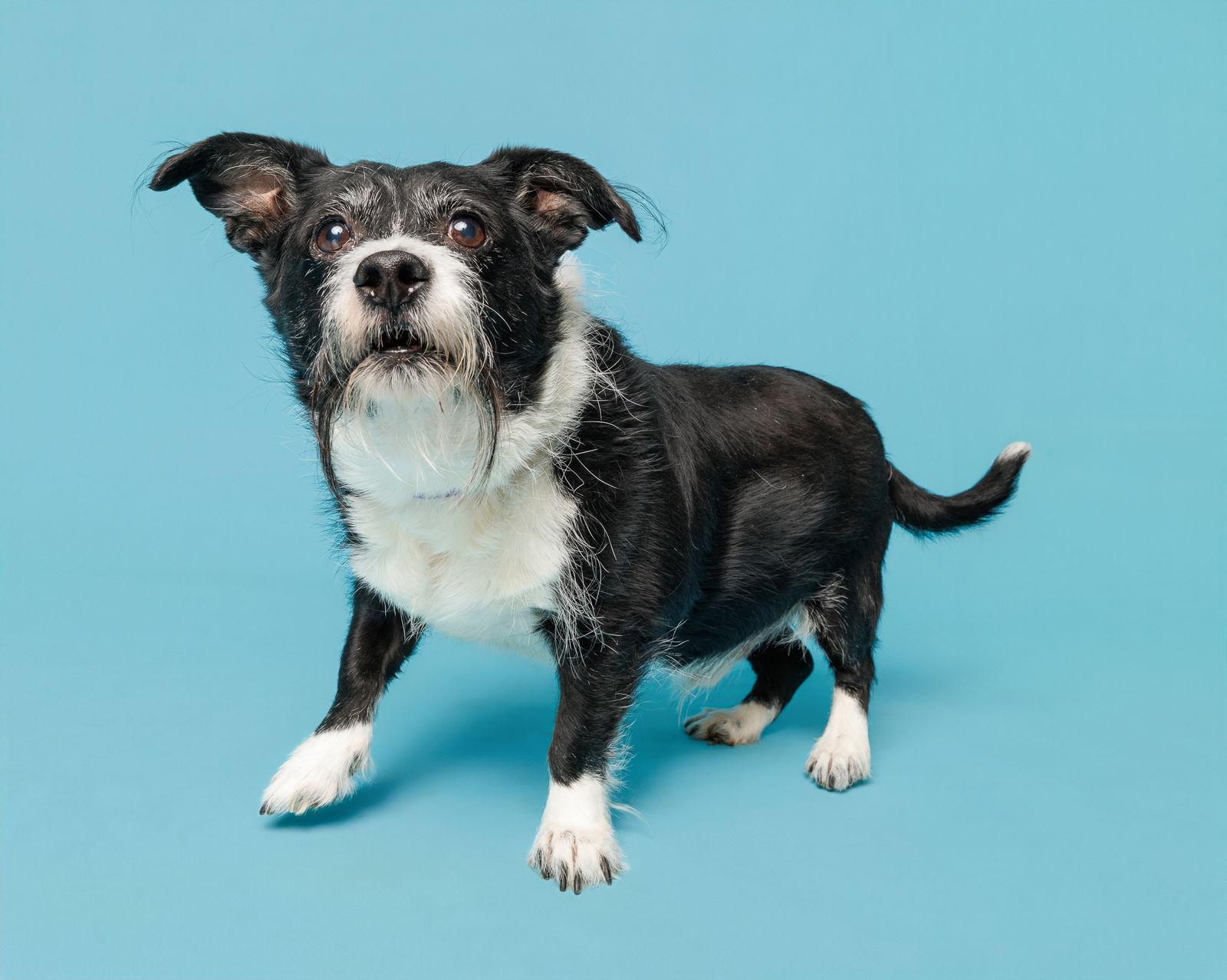 Enlarge Roro, a Adopted Mixed Breed in Durham, NC image 1/1