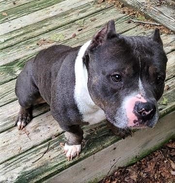 Enlarge Pebbles, a Adoptable Staffordshire Bull Terrier in Leonardtown, MD image 8/10