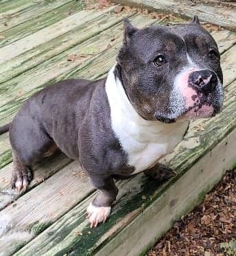 Pebbles, a Adoptable Staffordshire Bull Terrier in Leonardtown, MD image 1/10
