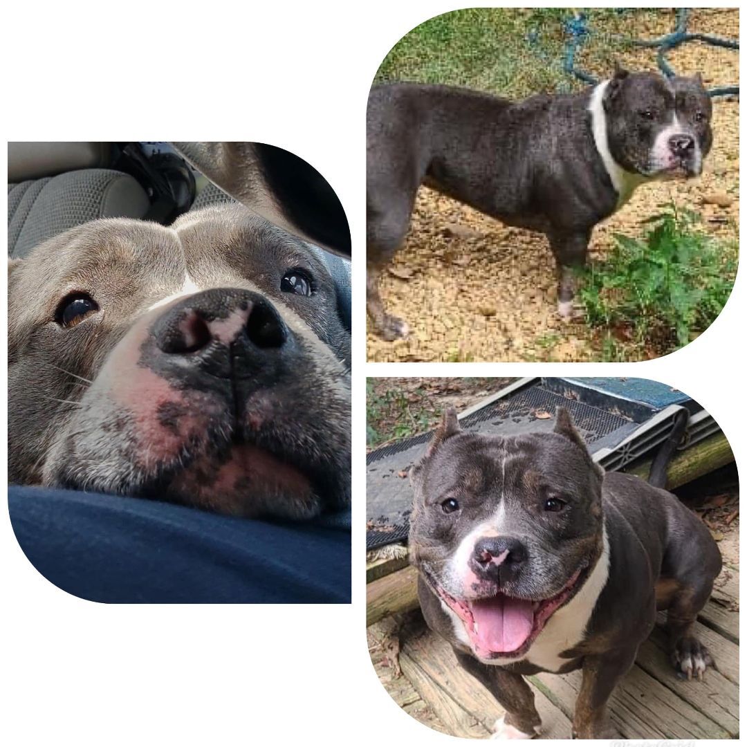 Enlarge Pebbles, a Adoptable Staffordshire Bull Terrier in Leonardtown, MD image 7/10