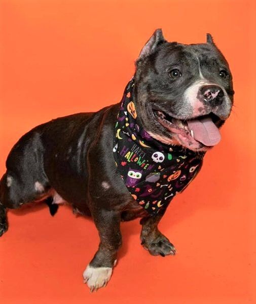 Enlarge Pebbles, a Adoptable Staffordshire Bull Terrier in Leonardtown, MD image 9/10