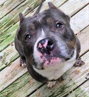 Enlarge Pebbles, a Adoptable Staffordshire Bull Terrier in Leonardtown, MD image 10/10