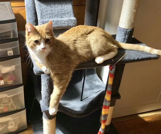 Enlarge Luka, a Adoptable Domestic Short Hair in Burlington, VT image 2/6