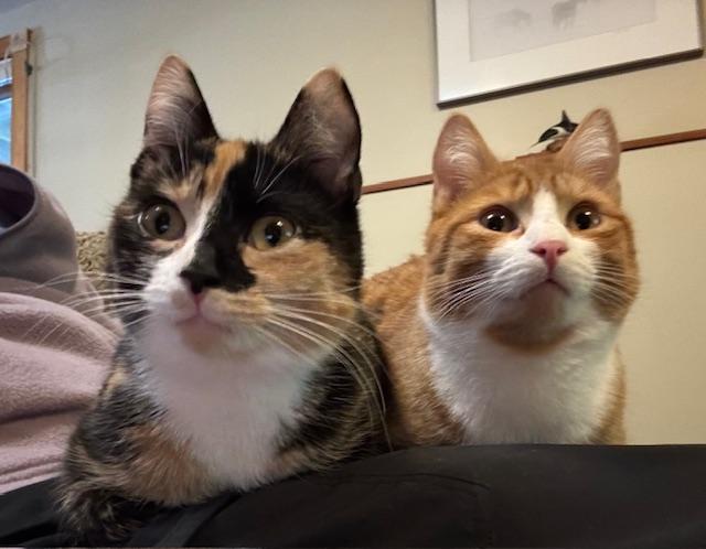 Enlarge Luka, a Adoptable Domestic Short Hair in Burlington, VT image 3/6