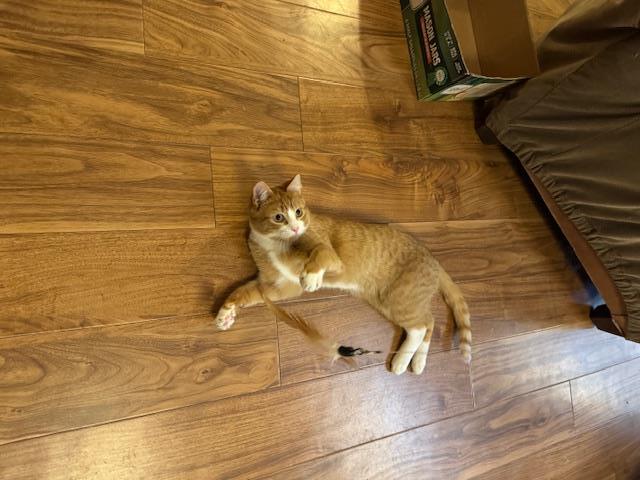 Enlarge Luka, a Adoptable Domestic Short Hair in Burlington, VT image 4/6
