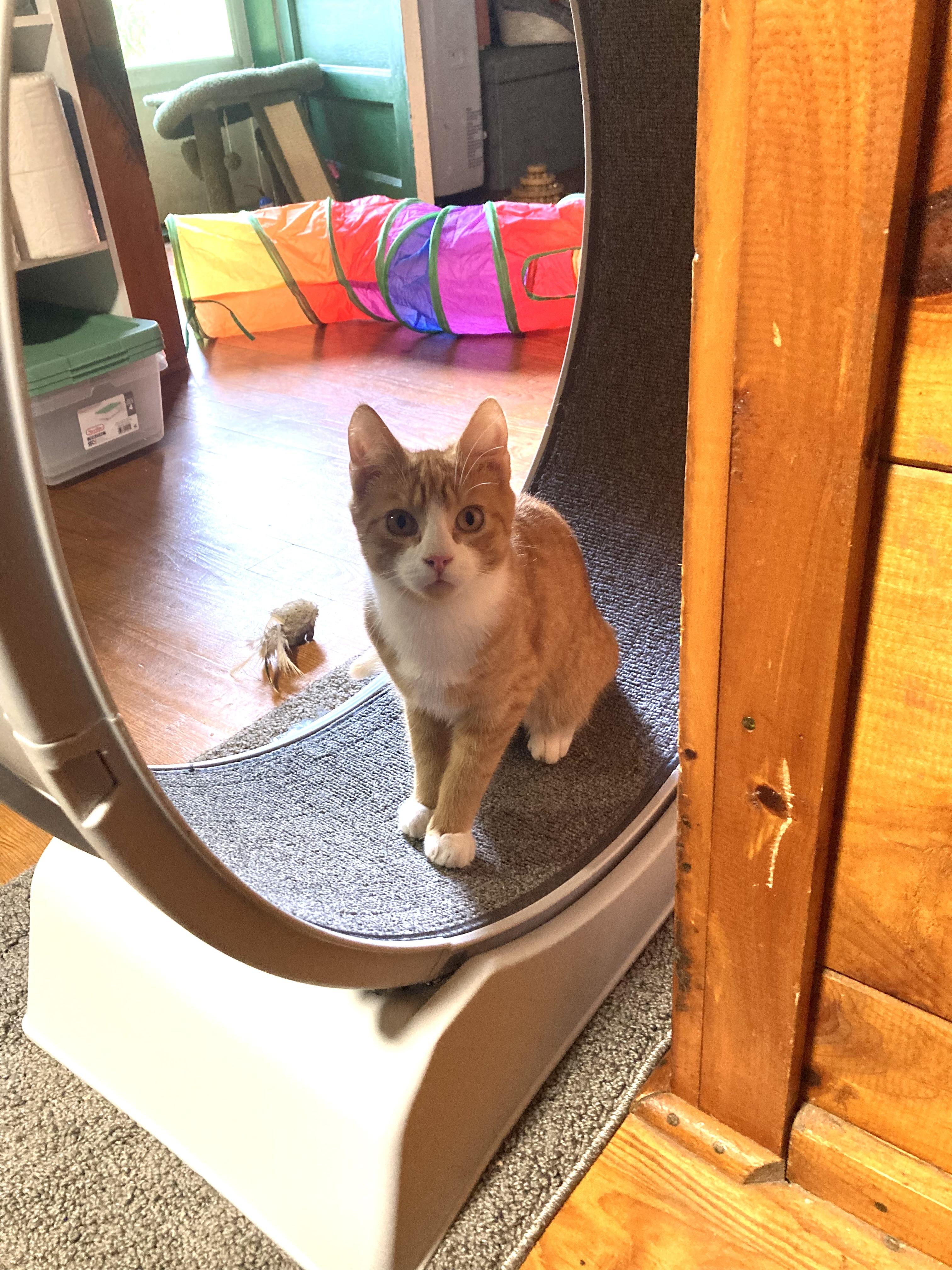 Enlarge Luka, a Adoptable Domestic Short Hair in Burlington, VT image 5/6