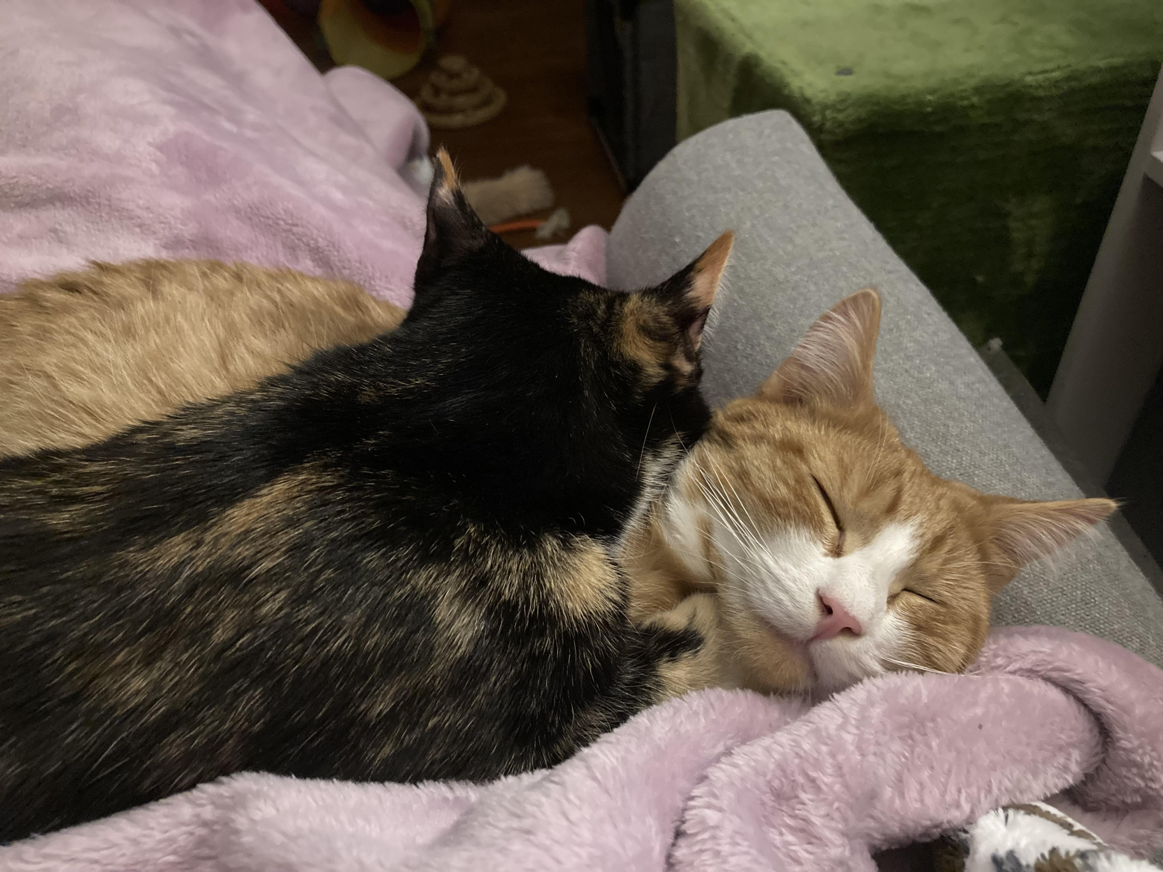 Enlarge Luka, a Adoptable Domestic Short Hair in Burlington, VT image 6/6