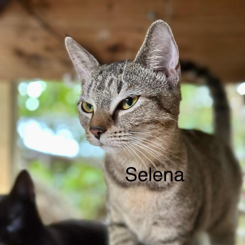 Selena, a Adoptable Domestic Short Hair in Alexandria, VA image 1/2