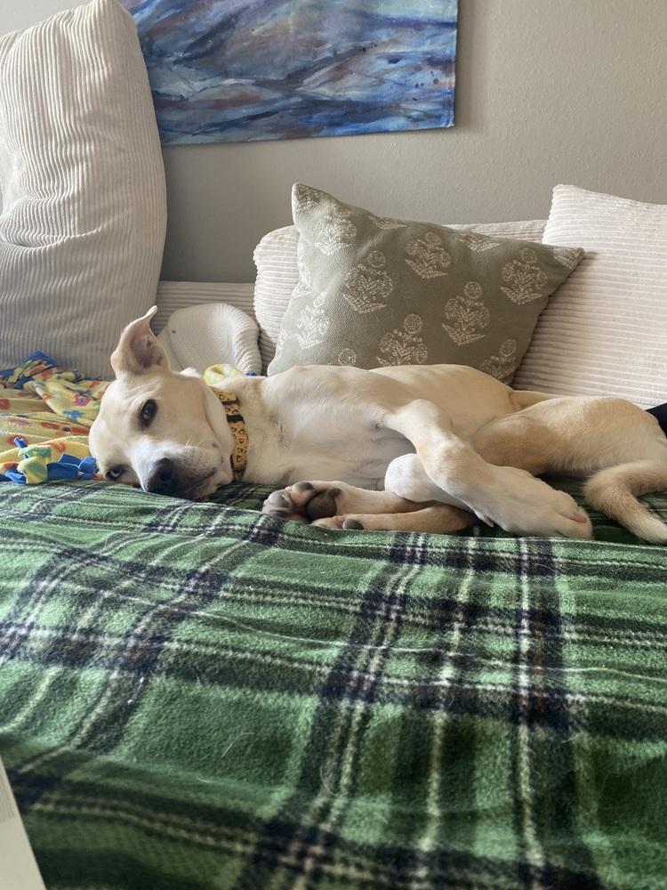 Enlarge Rosey (26-157 D), a Adoptable mixed breed in Lansing, MI image 2/5
