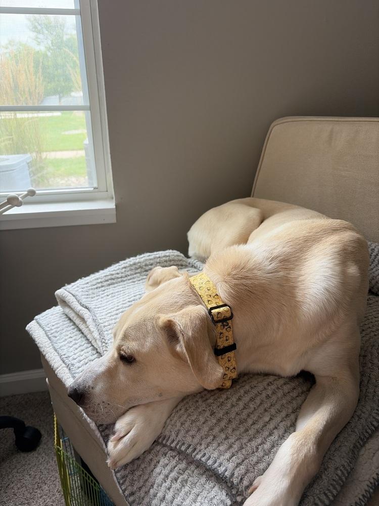 Enlarge Rosey (26-157 D), a Adoptable mixed breed in Lansing, MI image 3/5