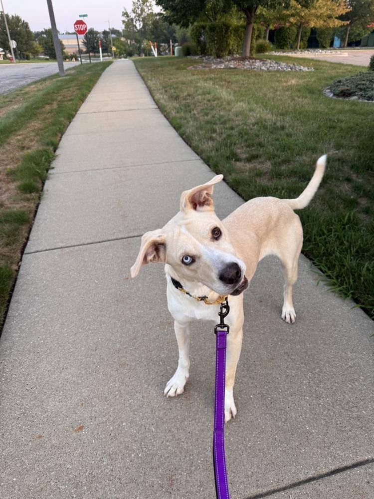Enlarge Rosey (26-157 D), a Adoptable mixed breed in Lansing, MI image 5/5