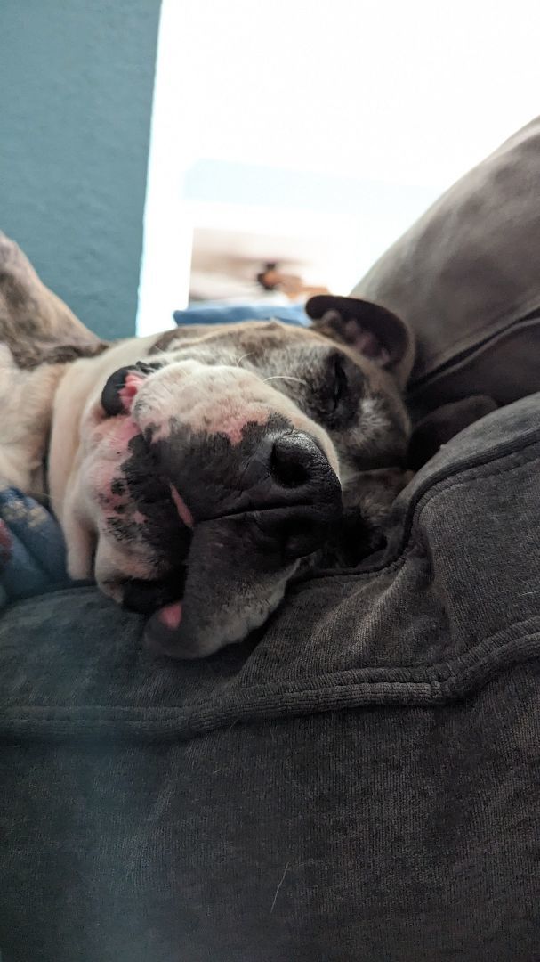 Rascal , an adoptable mixed breed in Mount Airy, NC image 1/5